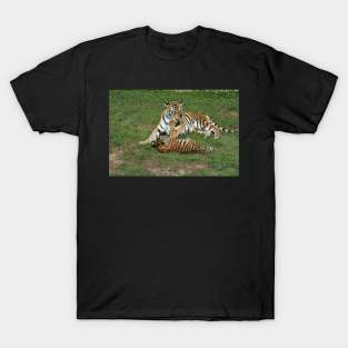 Playing Tigers T-Shirt